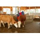 Brosse à Vaches de nettoyage HAPPYCOW DUO pour étable