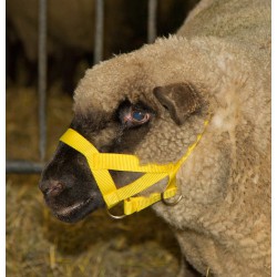 LICOL pour mouton en nylon jaune avec mentonnière