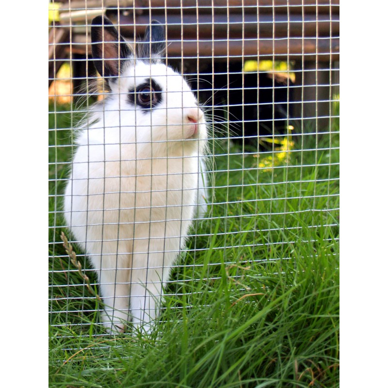 Grillage galvanisé à petites mailles carrées pour Lapins et Volières