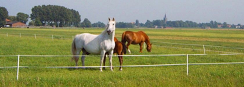 Bien choisir sa clôture électrique pour chevaux